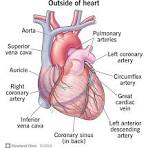 alt="हृदय की संरचना हिंदी में"
alt="Heart Diagram in Hindi"
alt="Healthy Heart Tips"